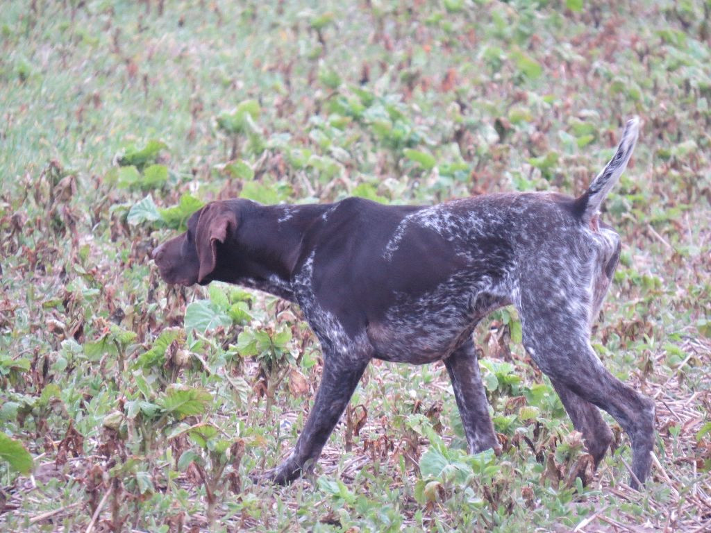 Pétrus Du Clos De La Papillonnière