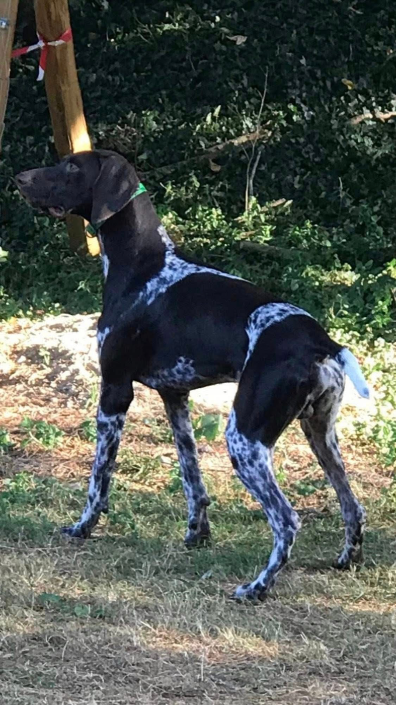 Volt Du Clos Saint Emilion