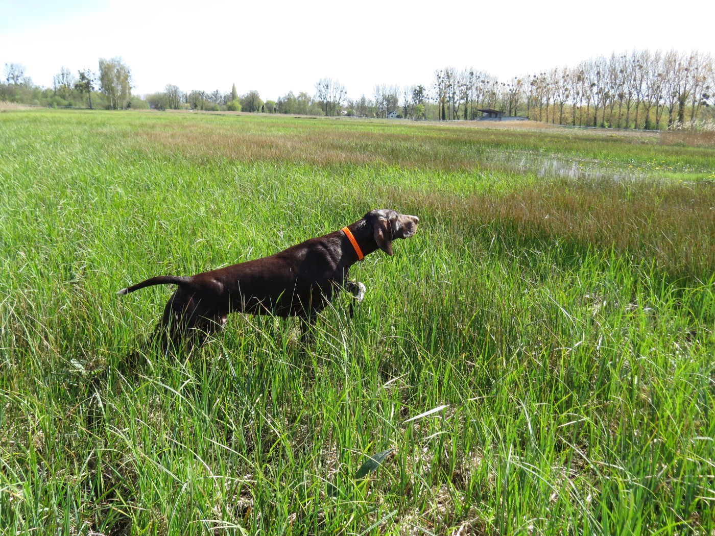 Gestation confirmée