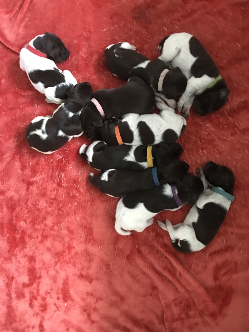 Du Clos Saint Emilion - Braque allemand à poil court - Portée née le 07/11/2025