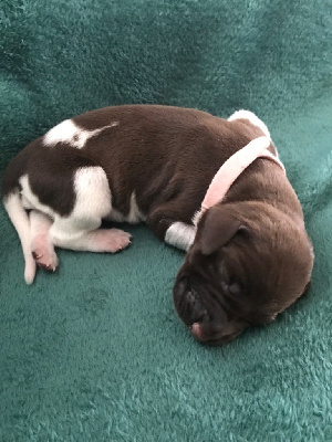 CHIOT
