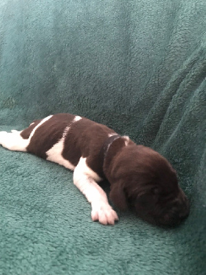 CHIOT