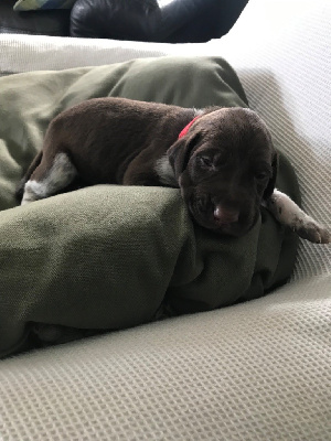 CHIOT 3