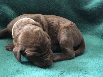 CHIOT