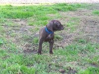 CHIOT