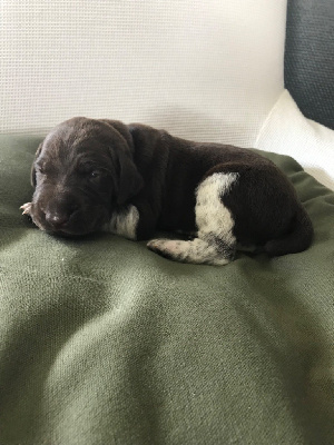 CHIOT 5