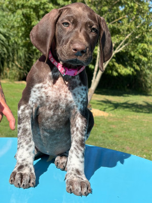 CHIOT 2