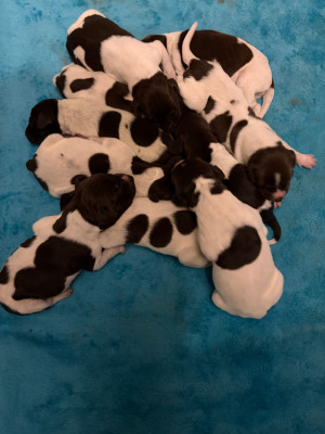 CHIOT 7