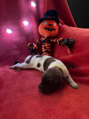 CHIOT 2