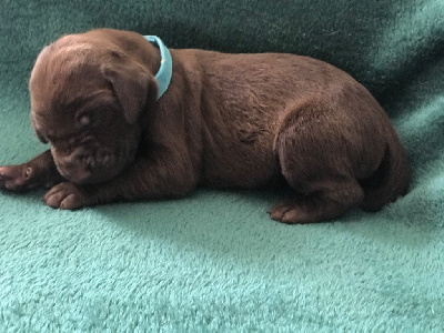 CHIOT