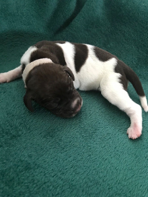CHIOT