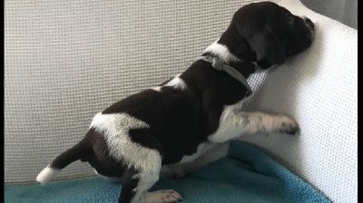 CHIOT