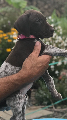 CHIOT