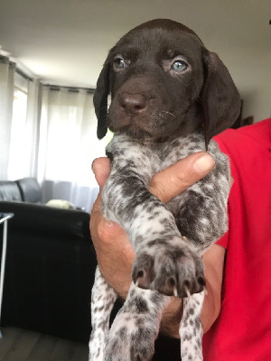 CHIOT
