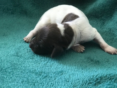 CHIOT