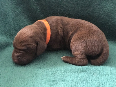 CHIOT