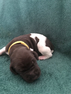 CHIOT