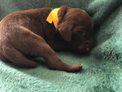 CHIOT