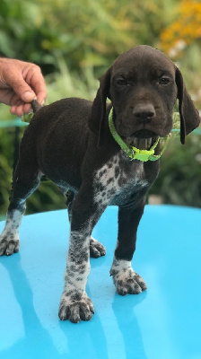 CHIOT