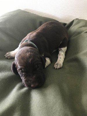 CHIOT 6
