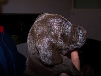 CHIOT