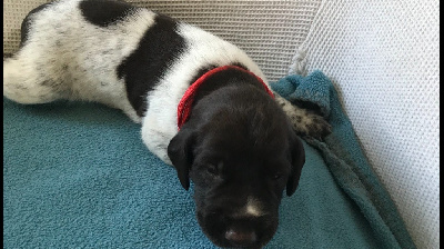 CHIOT