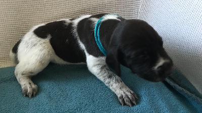 CHIOT