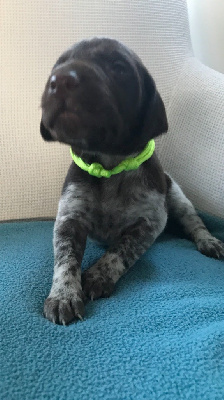 CHIOT