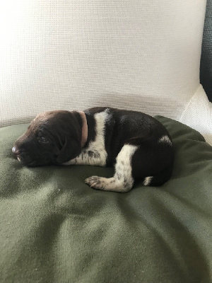 CHIOT 8