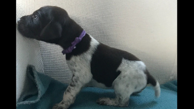 CHIOT
