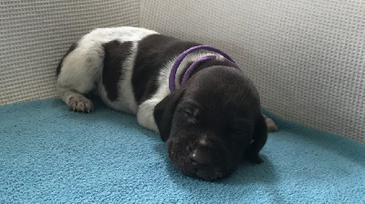 CHIOT