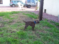 CHIOT