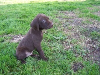 CHIOT