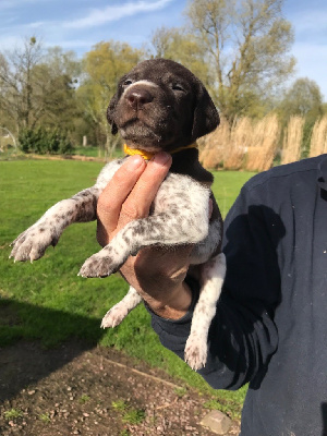 CHIOT