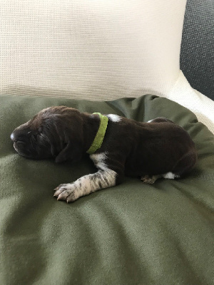 CHIOT 2