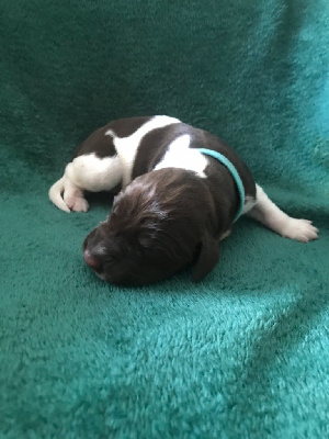 CHIOT