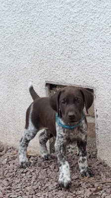 CHIOT 6