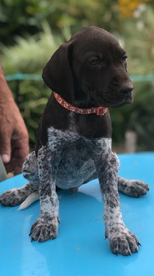 CHIOT