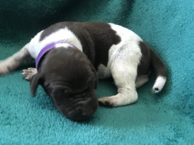 CHIOT