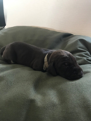 CHIOT 4