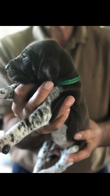 CHIOT