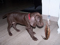 CHIOT