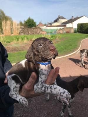 CHIOT