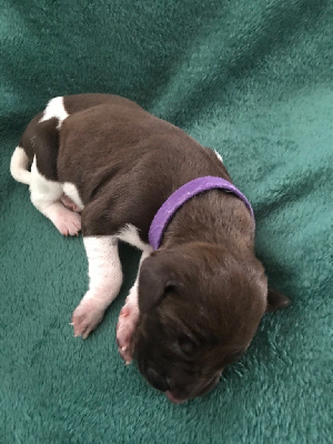 CHIOT