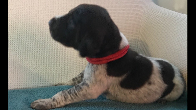 CHIOT