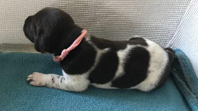 CHIOT