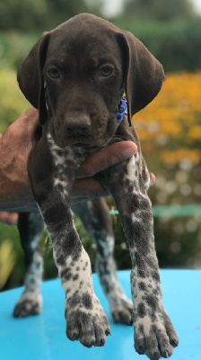 CHIOT
