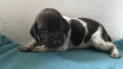 CHIOT