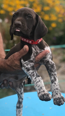 CHIOT