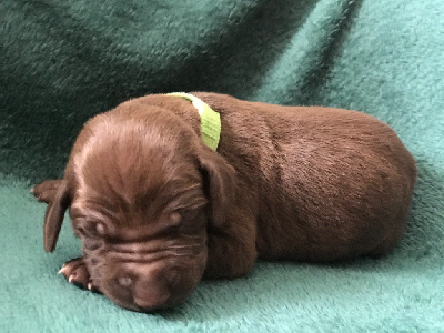 CHIOT